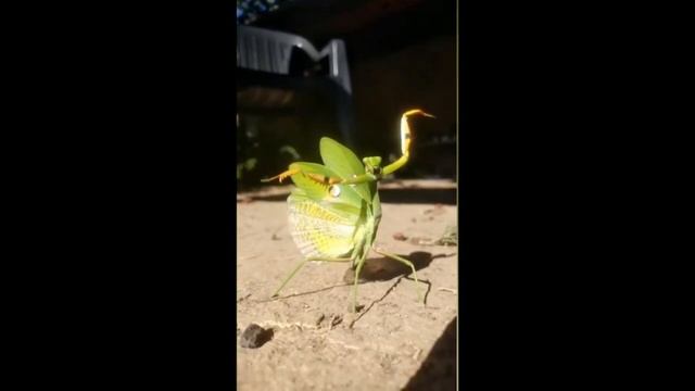 Богомол, «знающий» кунг-фу смотреть онлайн