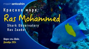 Красное море. Заповедник Ras Mohammed. Shark Observatory. Ras Zaadar. Музыкальное видео. 27.12.2025