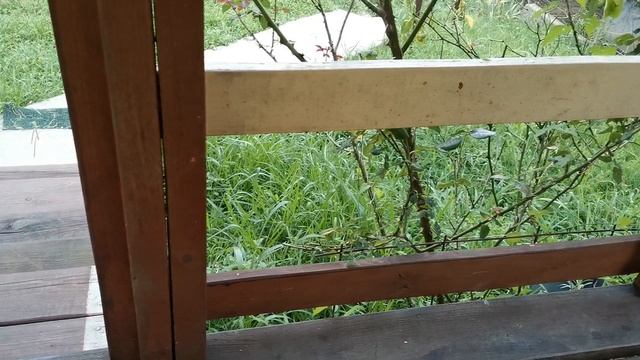 СОЧИ ГОРНОЕ ЛОО ВЕЧЕР 23.08.2025 смотреть онлайн