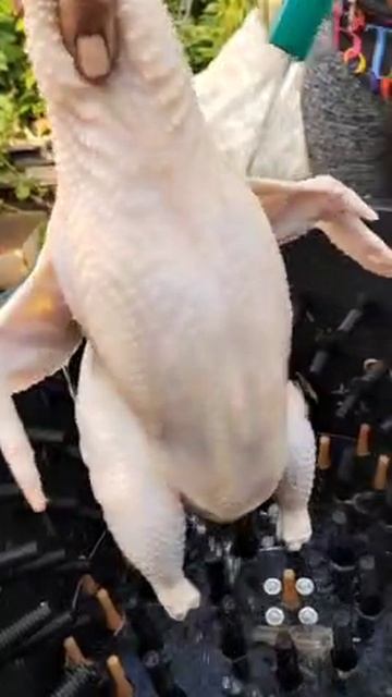 Обработка утки, бройлера и петуха в машине Иркутянка ПМ-4