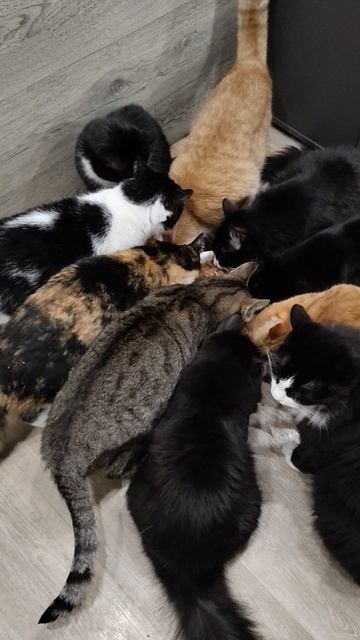 Четвероногие Друзья