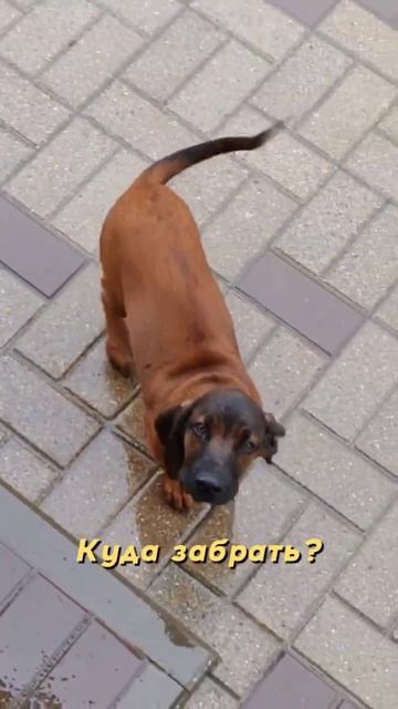 Баварская горная гончая из питомника Amber Hope