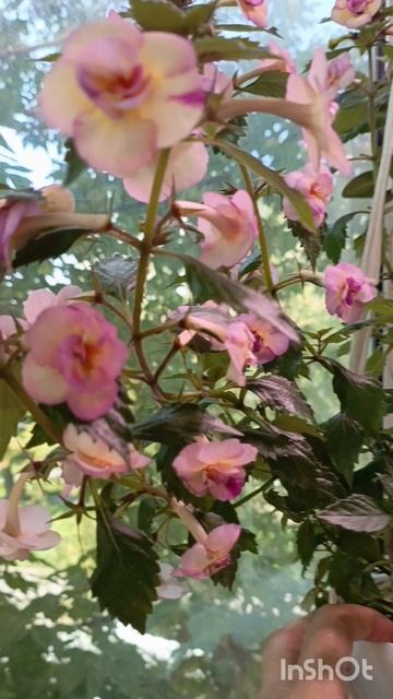 цветут мои ахименесы 😍☺красота! #ахименес #цветыдлядома #комнатныецветы 🌱🌹🌹🌺 смотреть онлайн