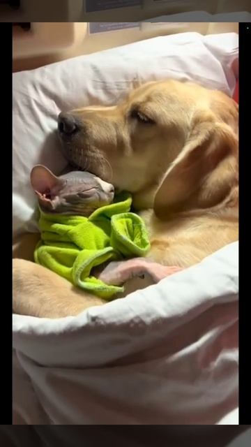 Голод не тетка #shorts