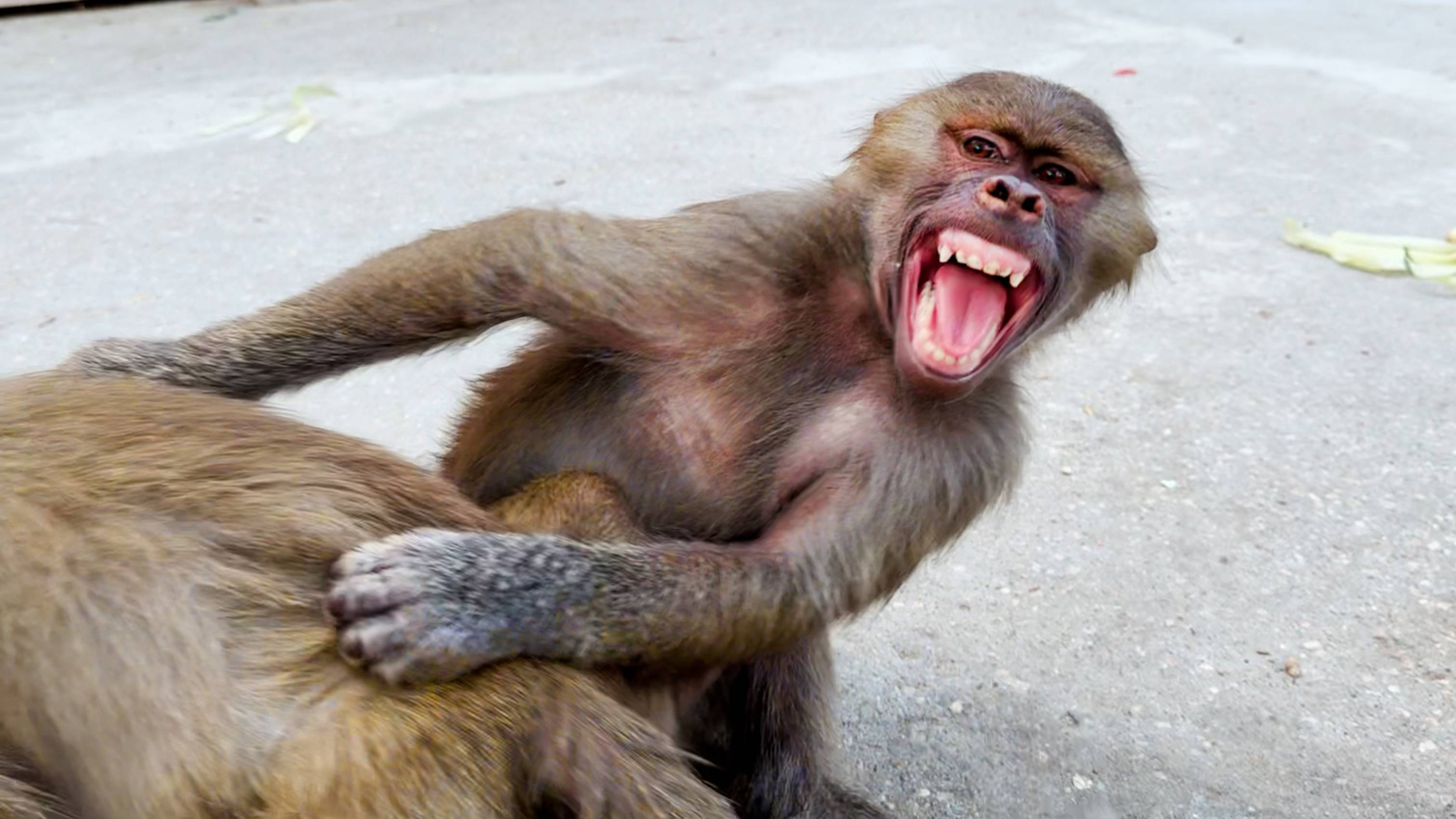 ТИРАН, но свой! Тося и Маня защищают Степу, он прячется за них, а потом ГОНЯЕТ и КУСАЕТ СО ВСЕЙ СИЛЫ смотреть онлайн