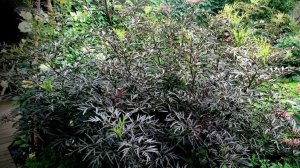 БУЗИНА ЧЕРНАЯ Летняя корректирующая обрезка (Часть 2)