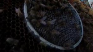 получил по почте плодных маток , часть 2 , старую матку убрал, новую посадил под колпачок, 23.08.25