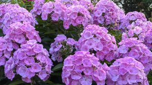 Посадите эти цветы в августе! Неприхотливые цветы, которые украсят ваш сад