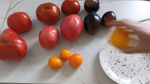 Коллекционные сорта томатов в разрезе.23.08.2025