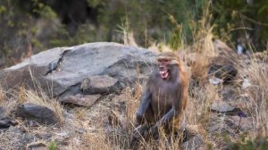 СМЕШНЫЕ ВИДЕОПРИКОЛЫ |Забавные животные |ПОДБОРКА ПРИКОЛОВ