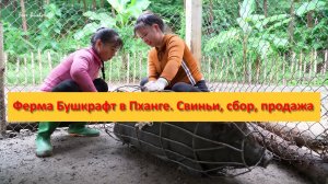 Ферма Бушкрафт в Пханге. Вьетнам. Свиньи, сбор, продажа