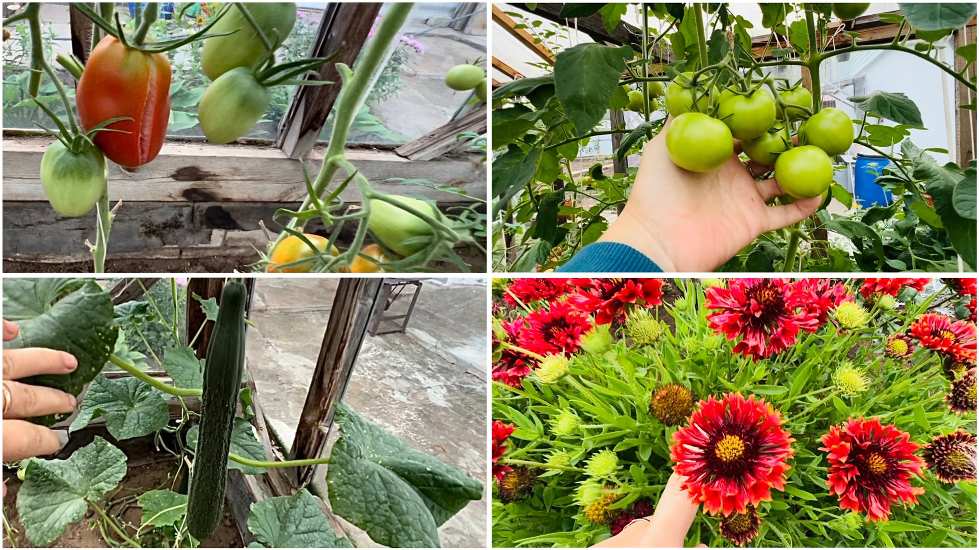 20 августа. Обзор огорода. Помидоры трескаются. Холодные ночи. смотреть онлайн