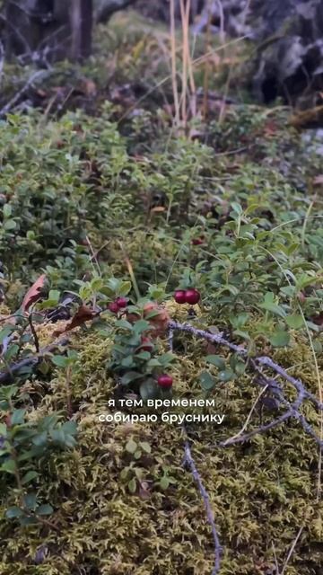 Собираем грибы и бруснику на Кавказе #кабардинобалкария #башиль #брусника #кавказ