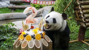 В Московском зоопарке завершается неделя празднования дня рождения знаменитой панды Катюши