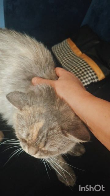 Китти и Саня для Авито 8