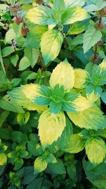 Мята Имбирная пестролистная. Август 2025г