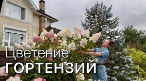 Обзор сортов. Цветение метельчатых гортензий 2025