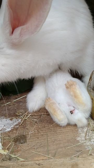 Кролики это не только ценный мех