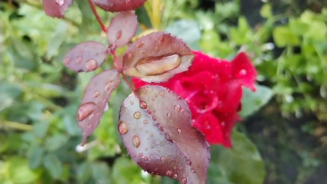 Дышать Стало Легче 🥰 смотреть онлайн