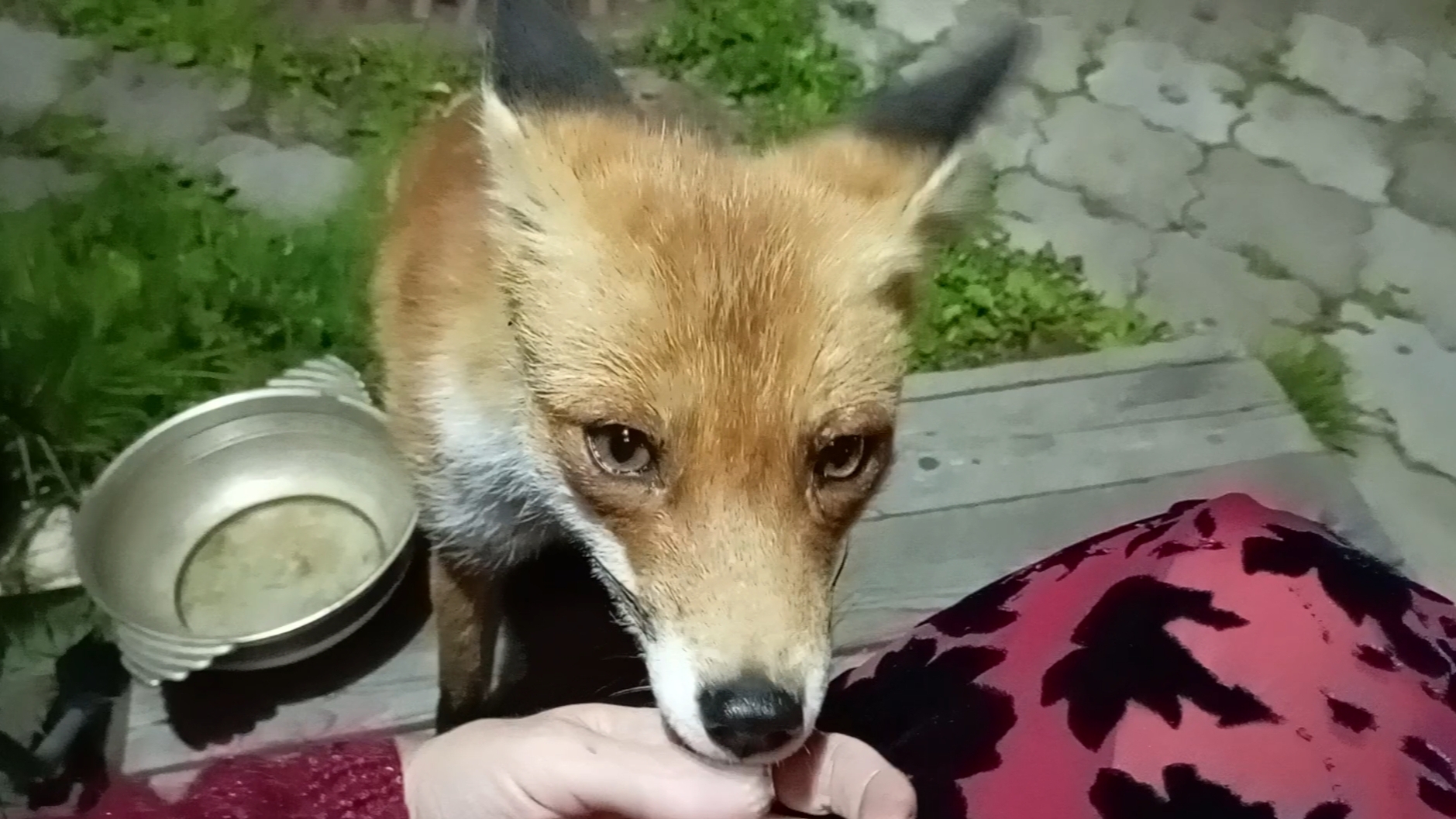 (1098) Лиса приходит в гости. Август 2025 смотреть онлайн