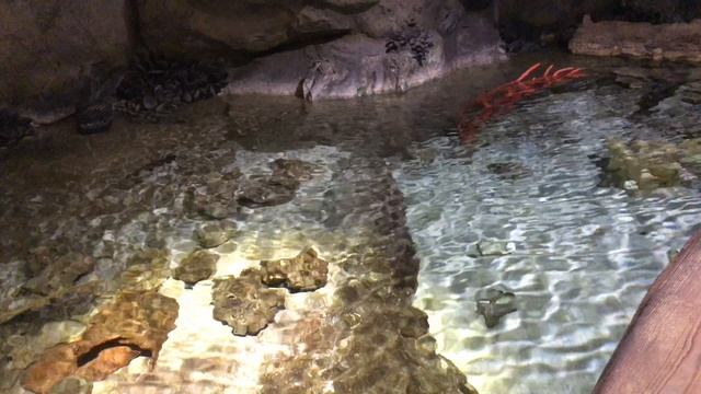 Океанариум Санкт-Петербурга смотреть онлайн