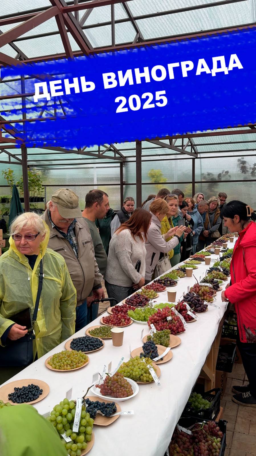 День винограда 2025 смотреть онлайн