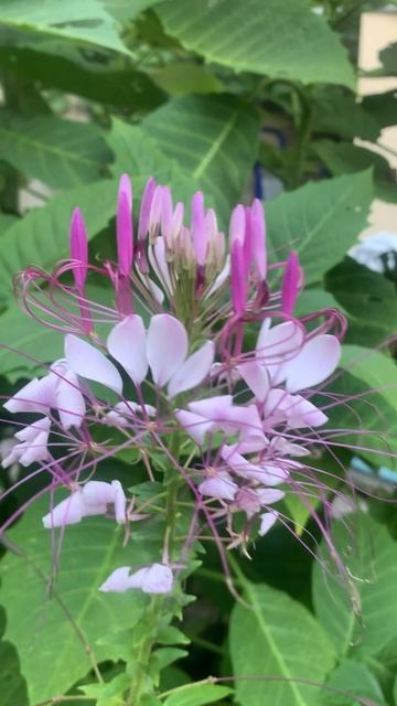 Сад  и огород онлайн Евгении