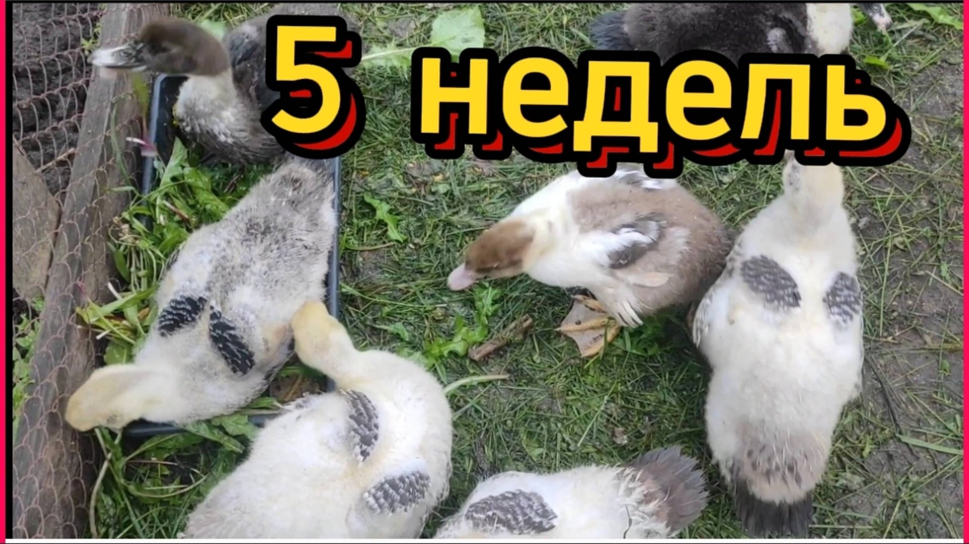 Уточкам 5 недель. Вес самой маленькой 1 кг, самой большой -1,3 кг. смотреть онлайн