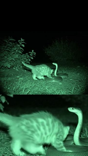 Зрелище Настоящее !