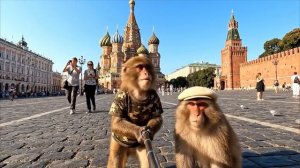 Обезьяна в России Гоша бомжезьян в Москве