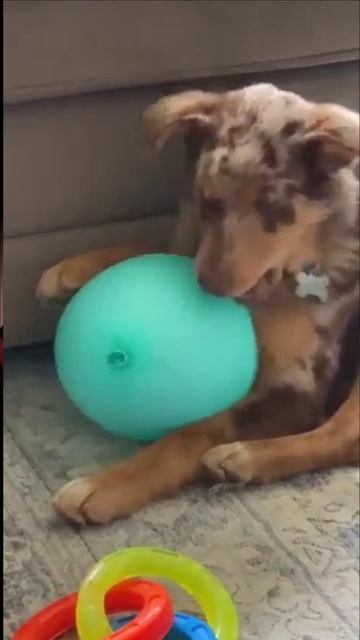 А мой шарик не видели? смотреть онлайн