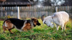 Смешные Деревенские Животные, Смешные Животные, Смешные Видео