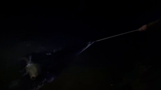 Поимка огромного карпа ночью! БЕРЁЗОВЫЙ БЕРЕГ. Тульская обл.Кимовский район смотреть онлайн