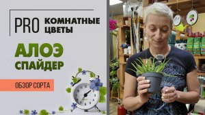 Алоэ Спайдер. Необычный суккулент. Комнатное растение для южного окна. Обзор сорта.