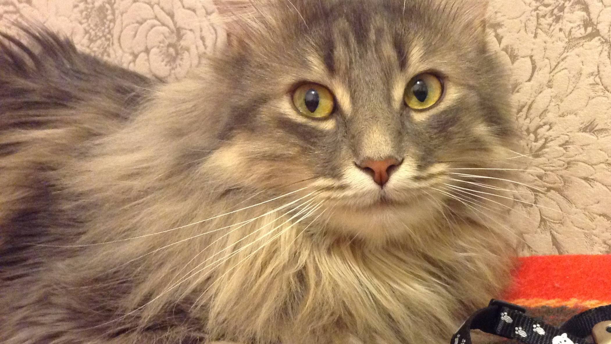 Марсик 5 смотреть онлайн