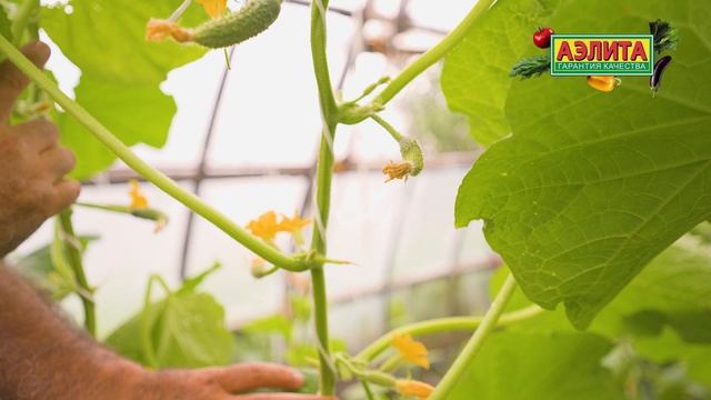 КАК получить максимальный УРОЖАЙ ОГУРЦОВ?