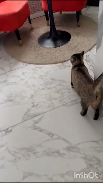 Китти и Саня для Авито 13