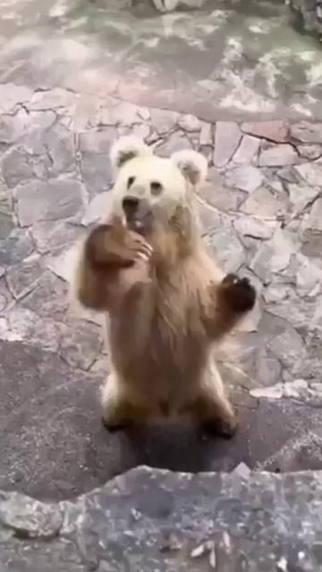 Медведь просит кушать смотреть онлайн