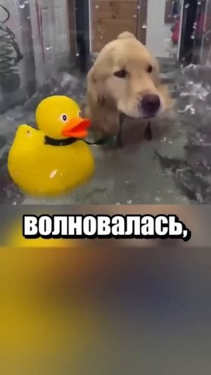 Без уточки никуда