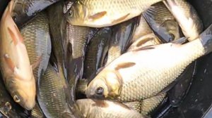 Карасики. "Oдним махом"(с1опарышем). Без видеомонтажа.