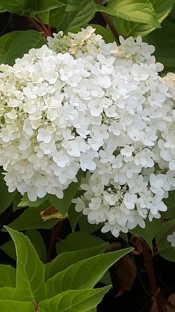 5 ГОРТЕНЗИЯ