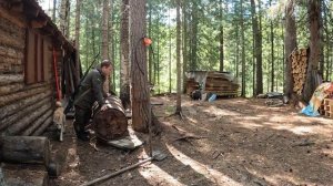 Выставляю капканы. Голодный медведь пришел к избе.