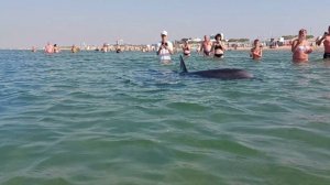 Анапа. Дельфины в море. Не перематывайте! Релакс для наших зрителей.