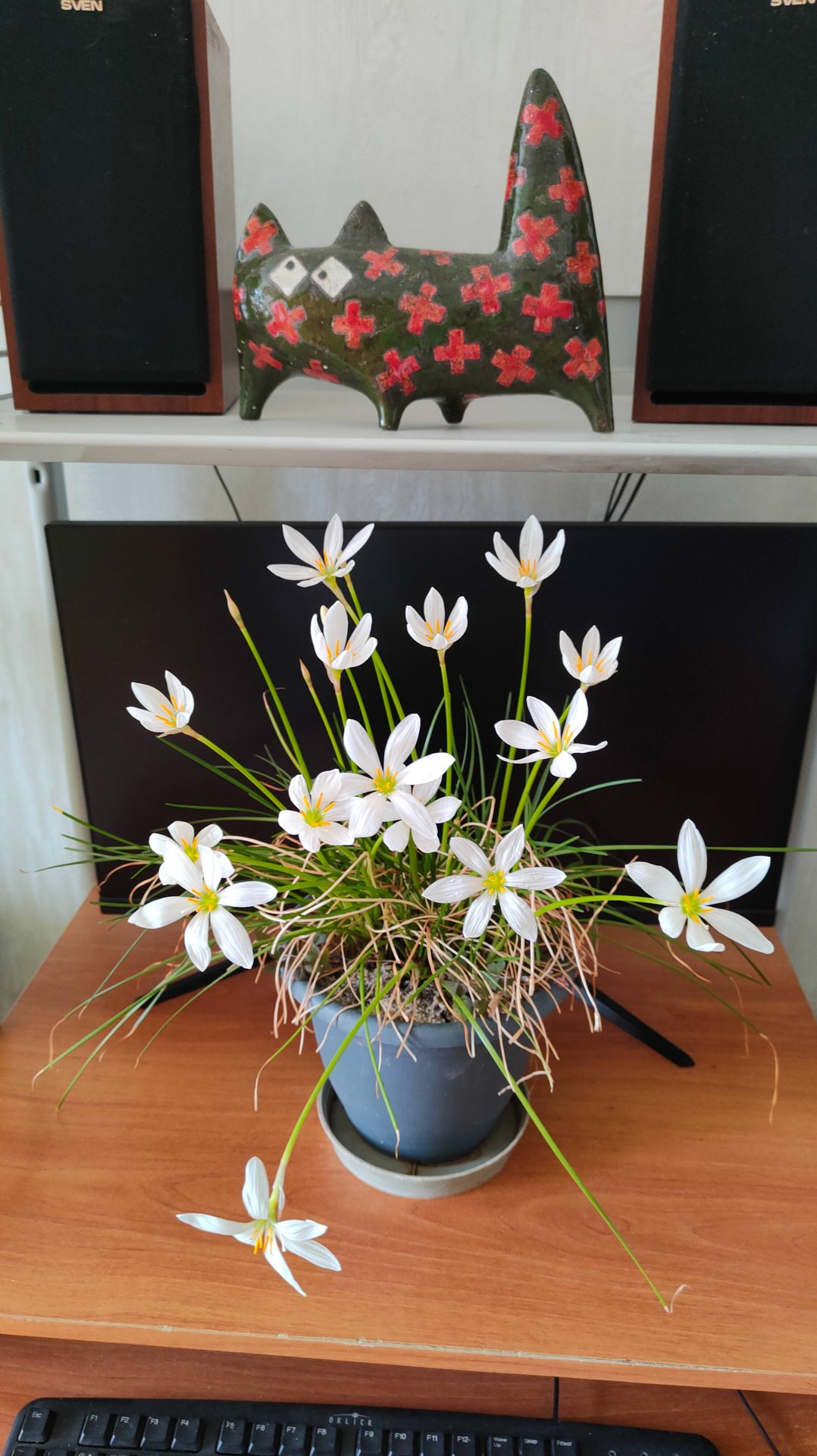 Зефирантес белый - шикарное комнатное растение. 24.08.2025 г. Пятигорск. смотреть онлайн