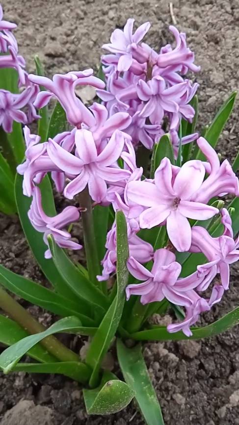 Дача ягодки цветочки