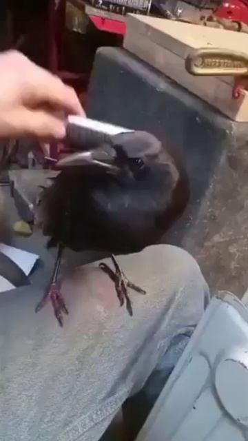 Делаем модную прическу смотреть онлайн