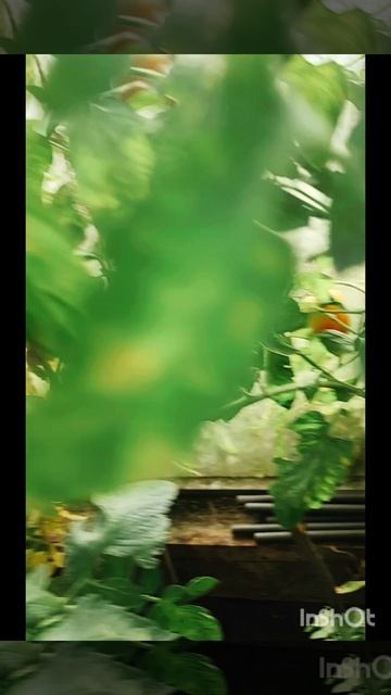 Сибирские помидорки🍎🍎🍎 смотреть онлайн