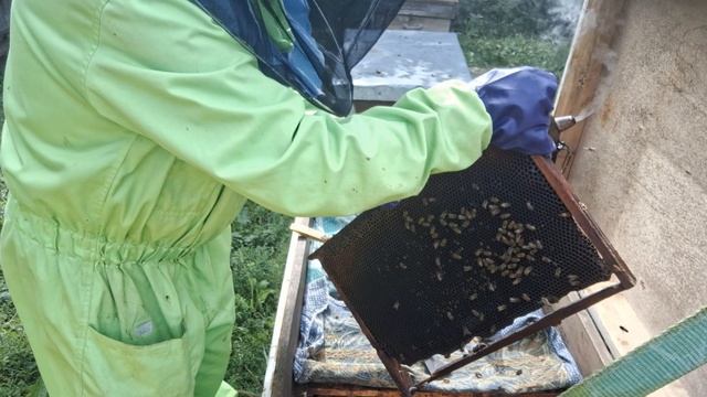 Осушиваем рамки. Способы осушки. Как распорядился полученным мёдом. смотреть онлайн