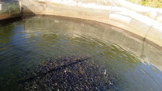 выращивание мальков форели 2025.08.24 смотреть онлайн