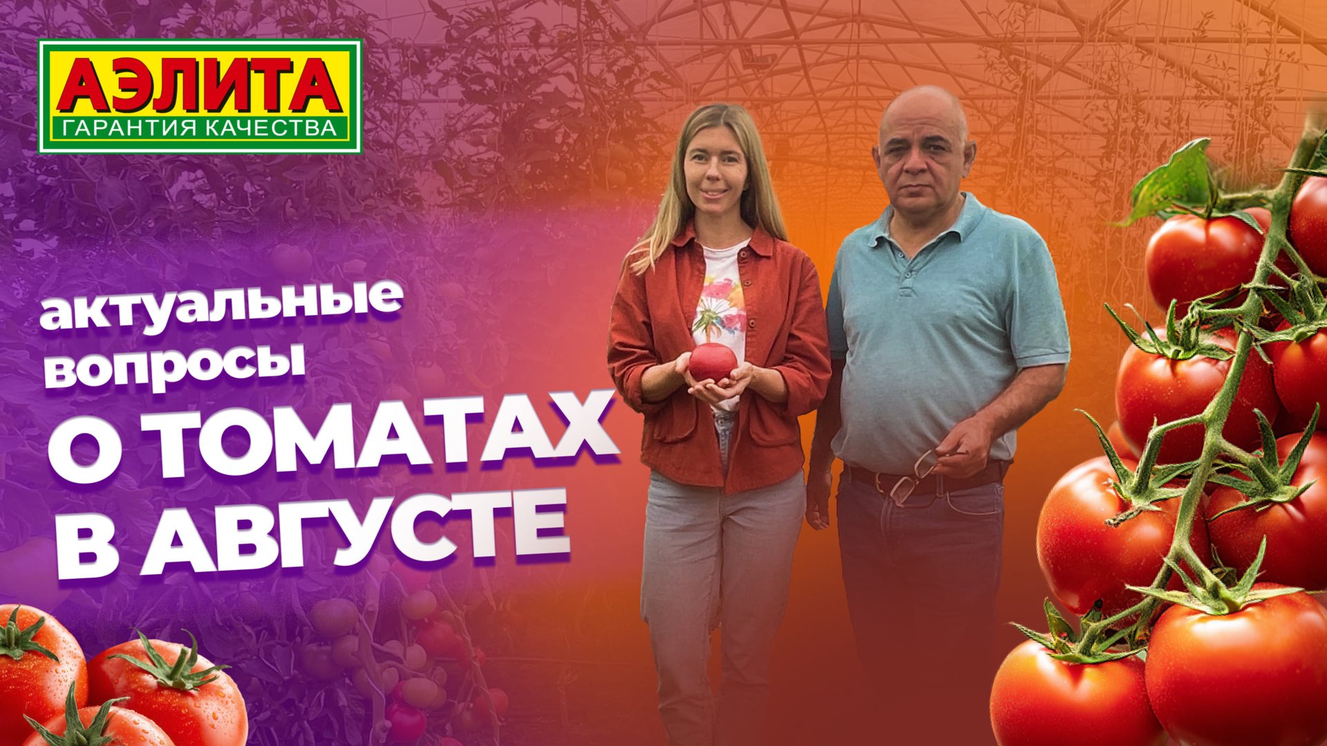 АКТУАЛЬНЫЕ  ВОПРОСЫ о выращивании ТОМАТОВ в августе!